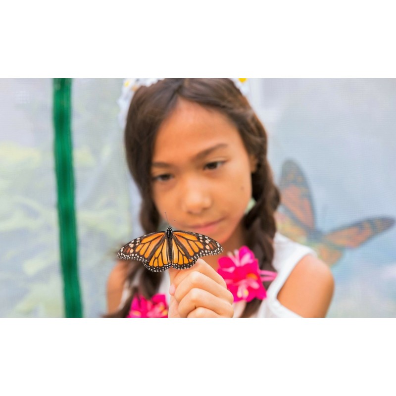 Frame It All Monarch Migration Station Pro Butterfly Nursery 1in 4x4 1 Level (300001500)