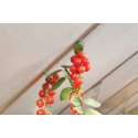 Palram - Canopia Plant Hangers (HG1010)
